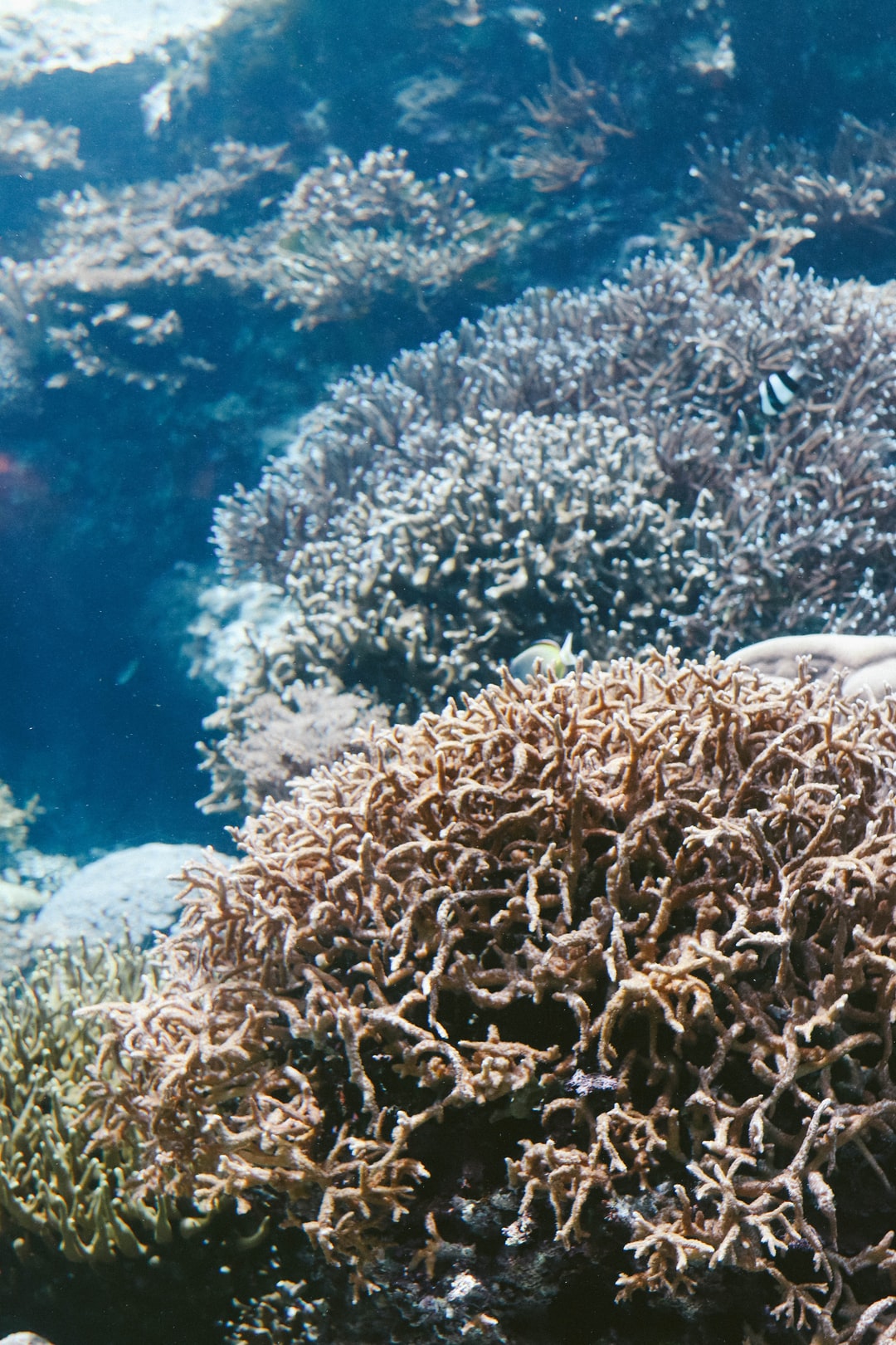 24 wichtige Fragen zu Schnecken Aquarium Arten