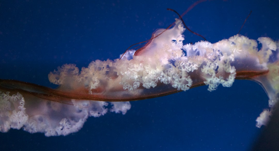 24 wichtige Fragen zu Wie Kommen Muschelkrebse Im Aquarium?