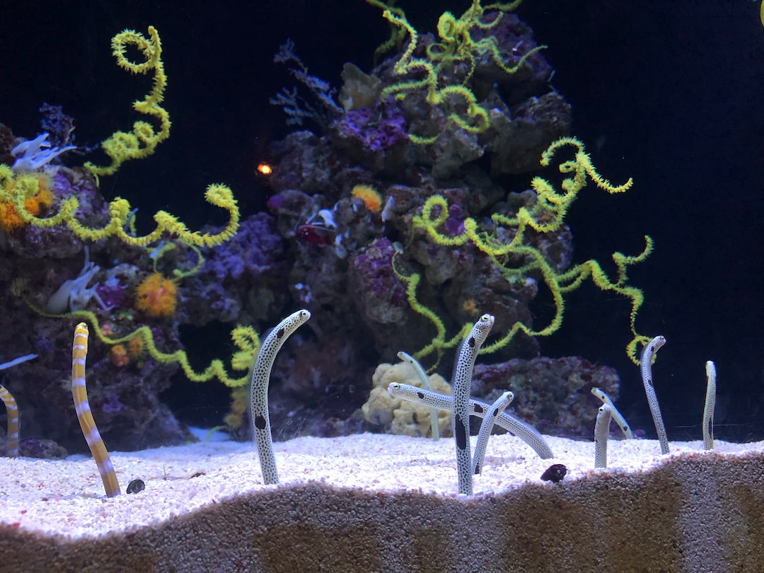 25 wichtige Fragen zu Stylisches Aquarium