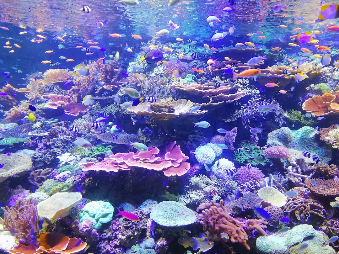 25 wichtige Fragen zu How Many Aquariums Are In Texas?