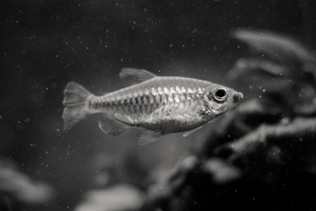 25 wichtige Fragen zu Sind Nematoden Im Fisch Gefährlich?