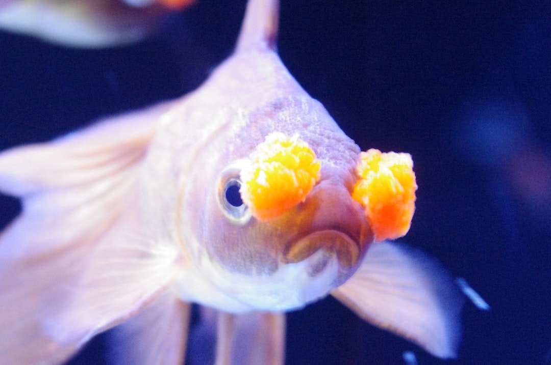 25 wichtige Fragen zu Können Fische Uv-Licht Sehen?