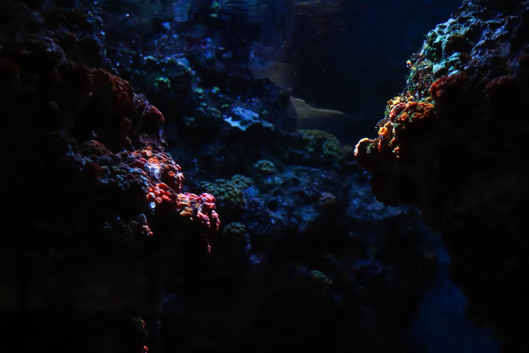 25 wichtige Fragen zu Quallen Aquarium Groß