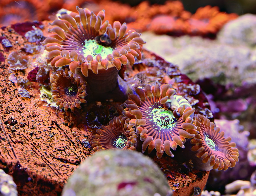 25 wichtige Fragen zu Aquarium Phosphat Mangel