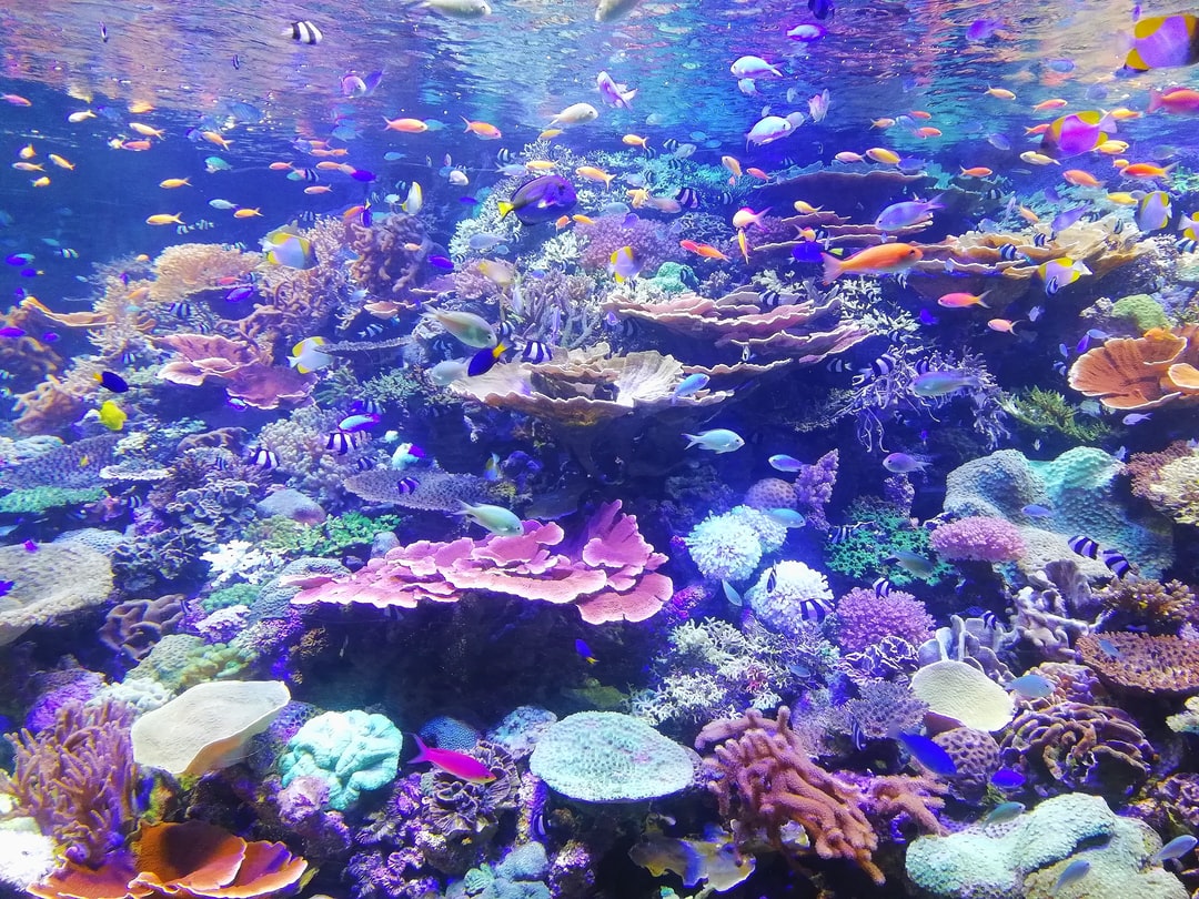 25 wichtige Fragen zu Wie Viele Fische Passen In Ein 50 Liter Aquarium?