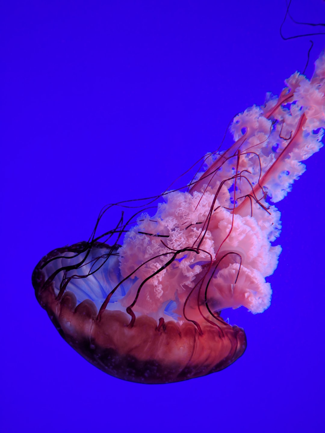 25 wichtige Fragen zu Minihai Aquarium