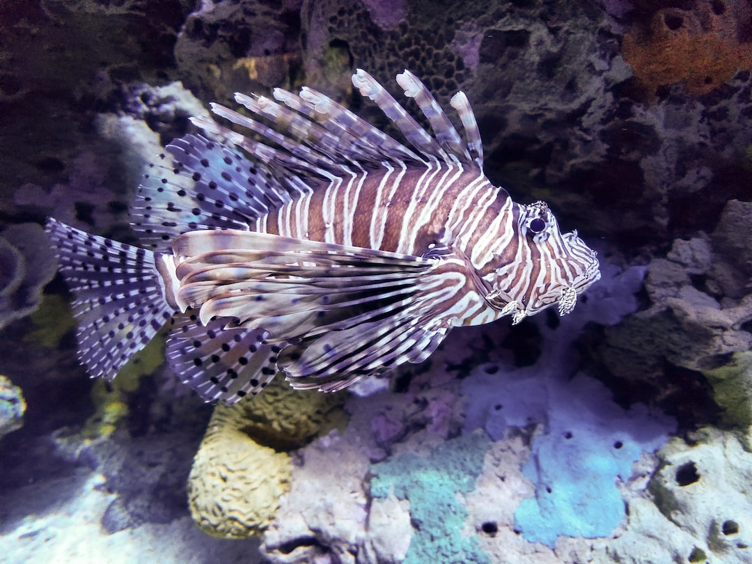 25 wichtige Fragen zu Was Essen Fische Im Aquarium?