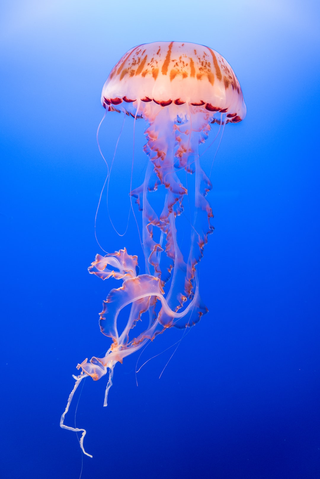 25 wichtige Fragen zu Wie Befülle Ich Ein Meerwasseraquarium?