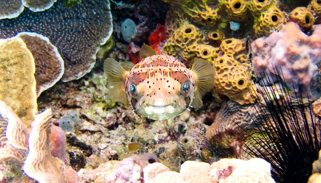 25 wichtige Fragen zu Was Bedeutet Lps-Korallen?