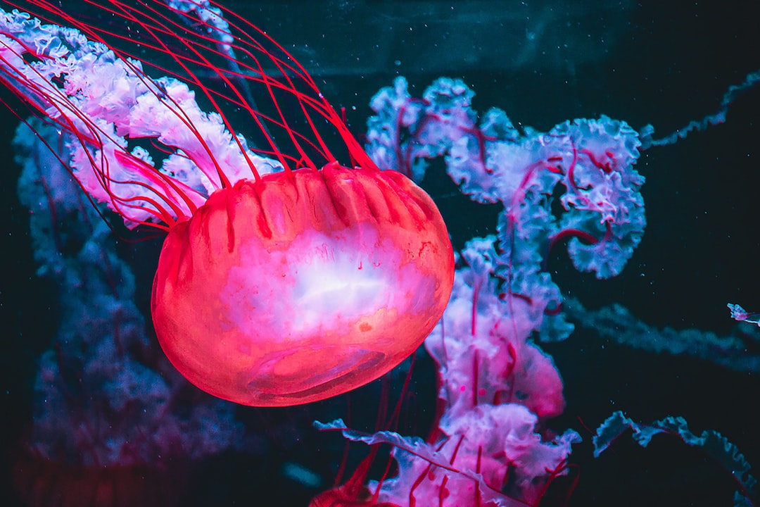 25 wichtige Fragen zu Was In Echt Jeder Koralle Ist?