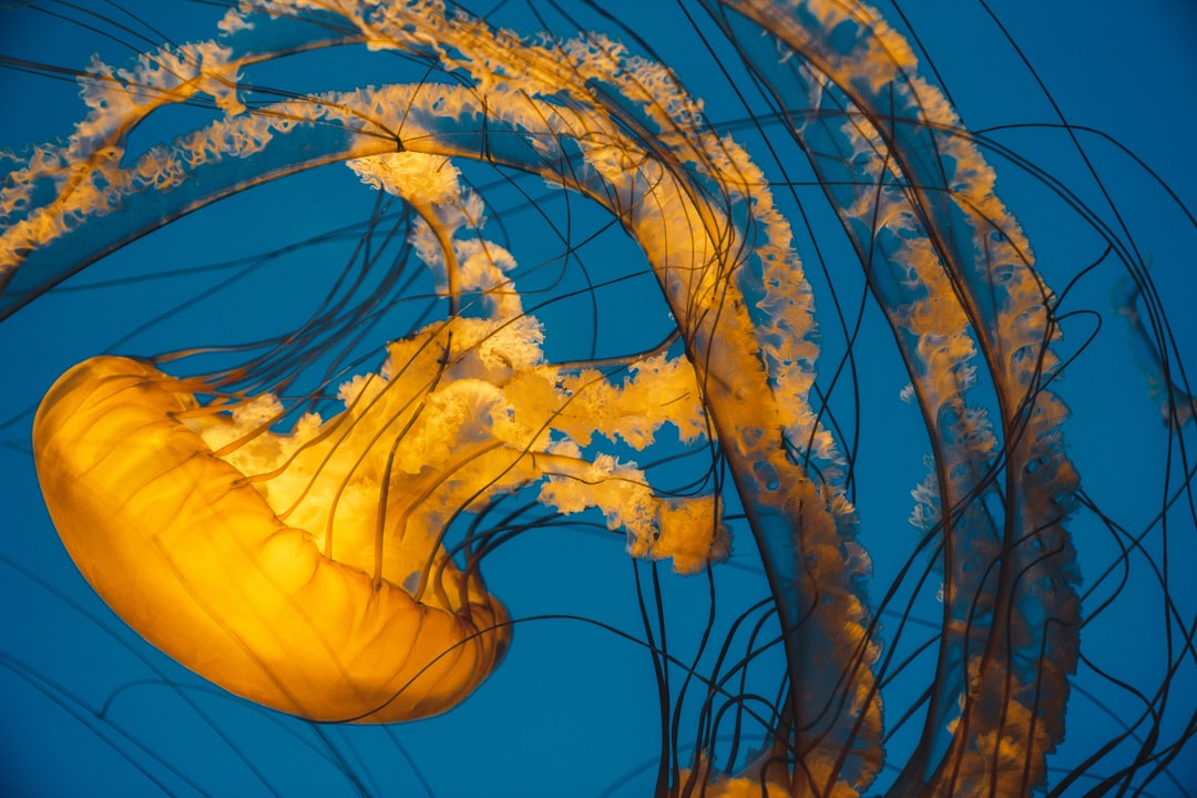 25 wichtige Fragen zu What Decorations Do Goldfish Like?