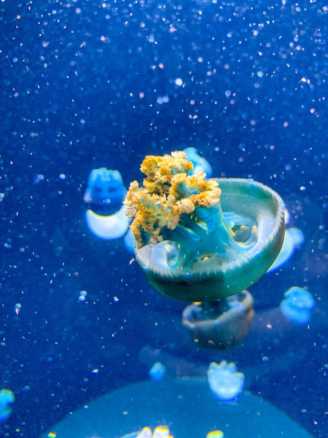 25 wichtige Fragen zu What Holds An Aquarium Together?