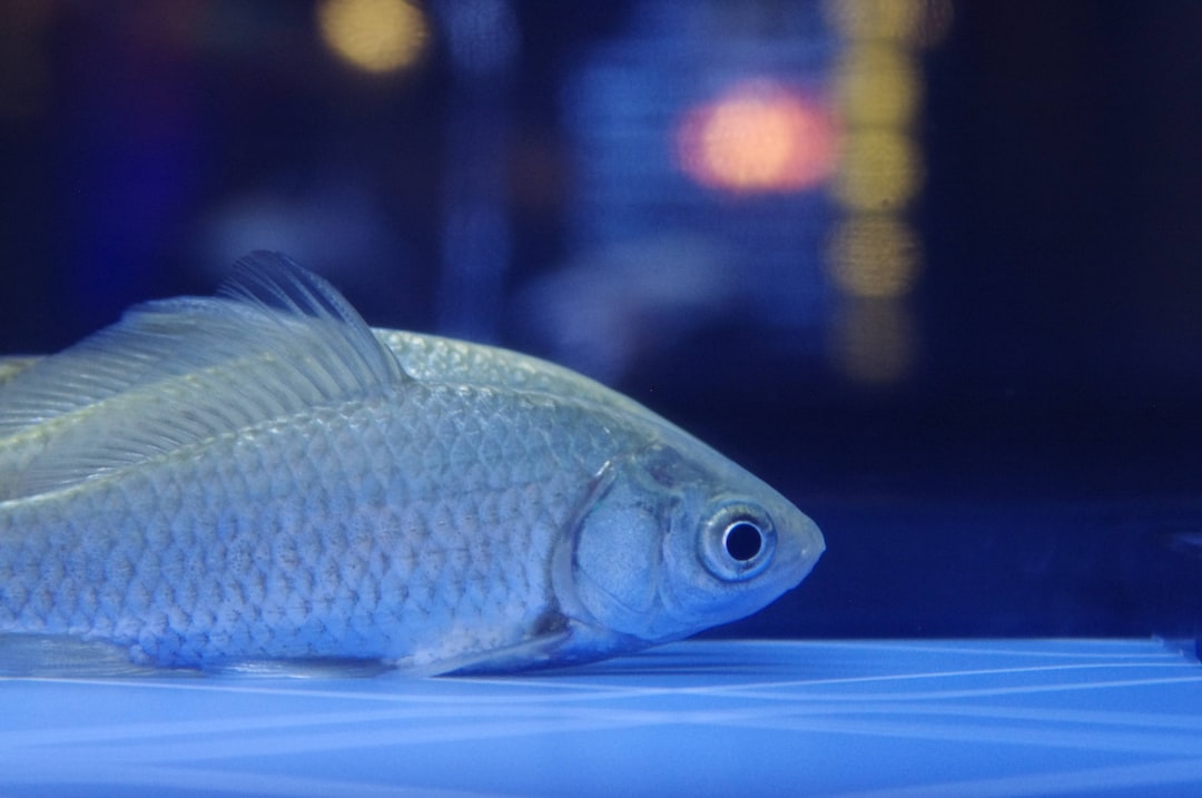 14 wichtige Fragen zu Wie Heißen Die Fische Im Aquarium Bei Nemo?