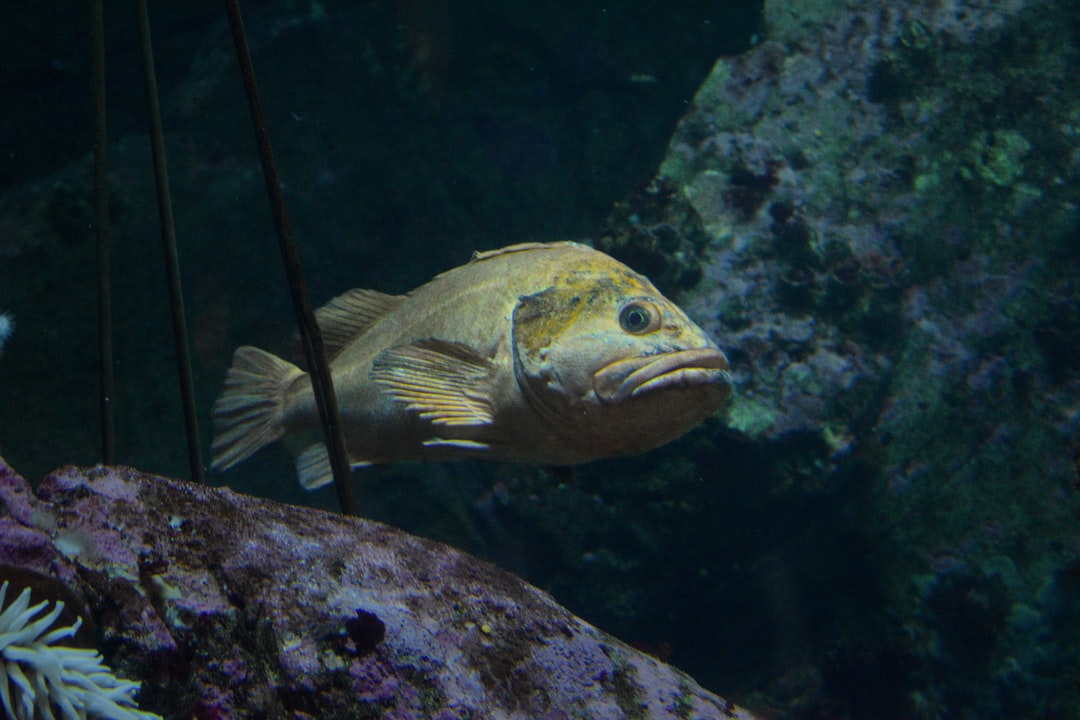 17 wichtige Fragen zu Welseier Aquarium