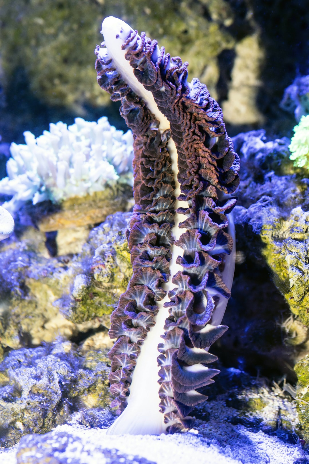 18 wichtige Fragen zu How Can I Visit Dubai Aquarium?