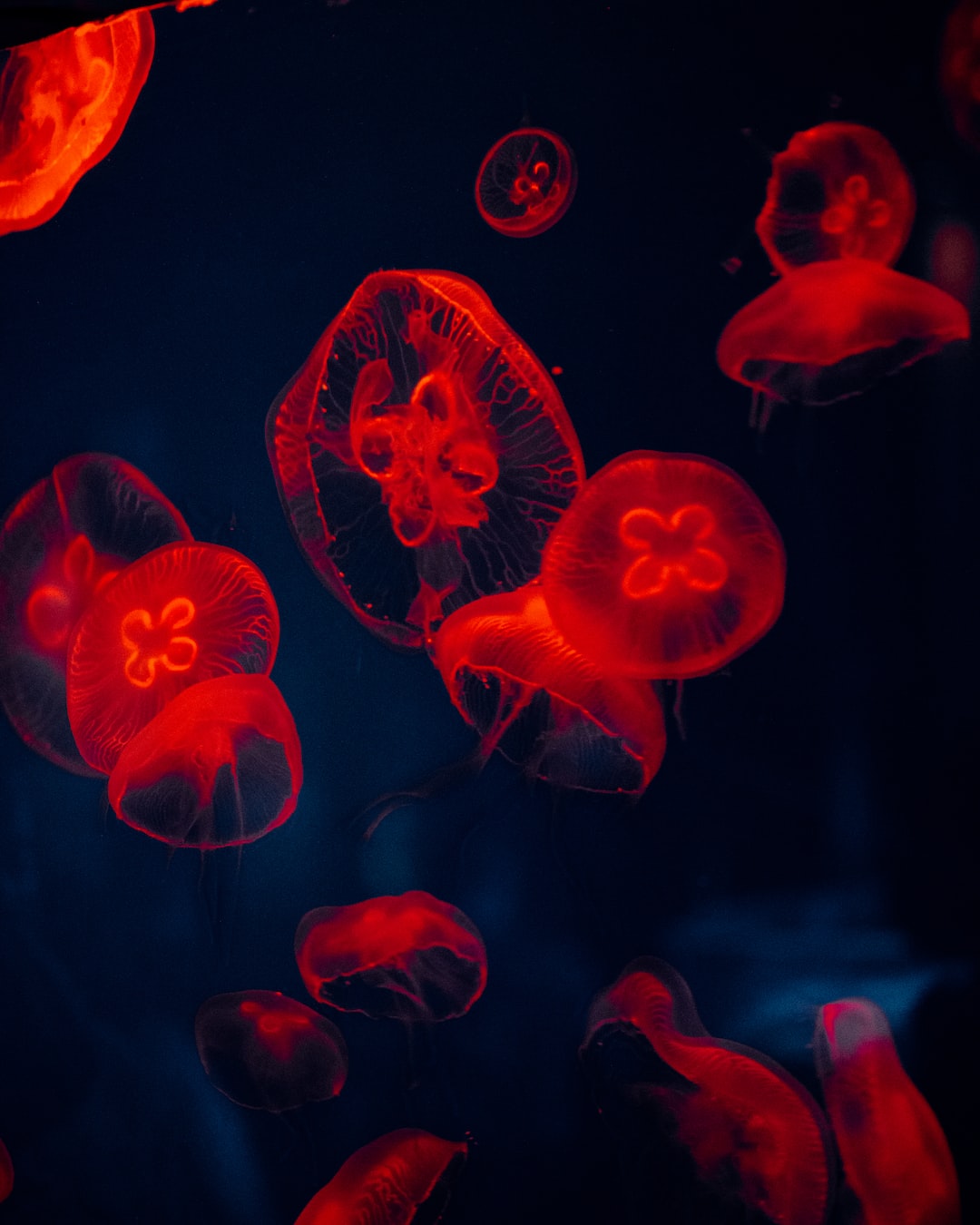19 wichtige Fragen zu Wie Viel Licht Braucht Ein Aquarium?
