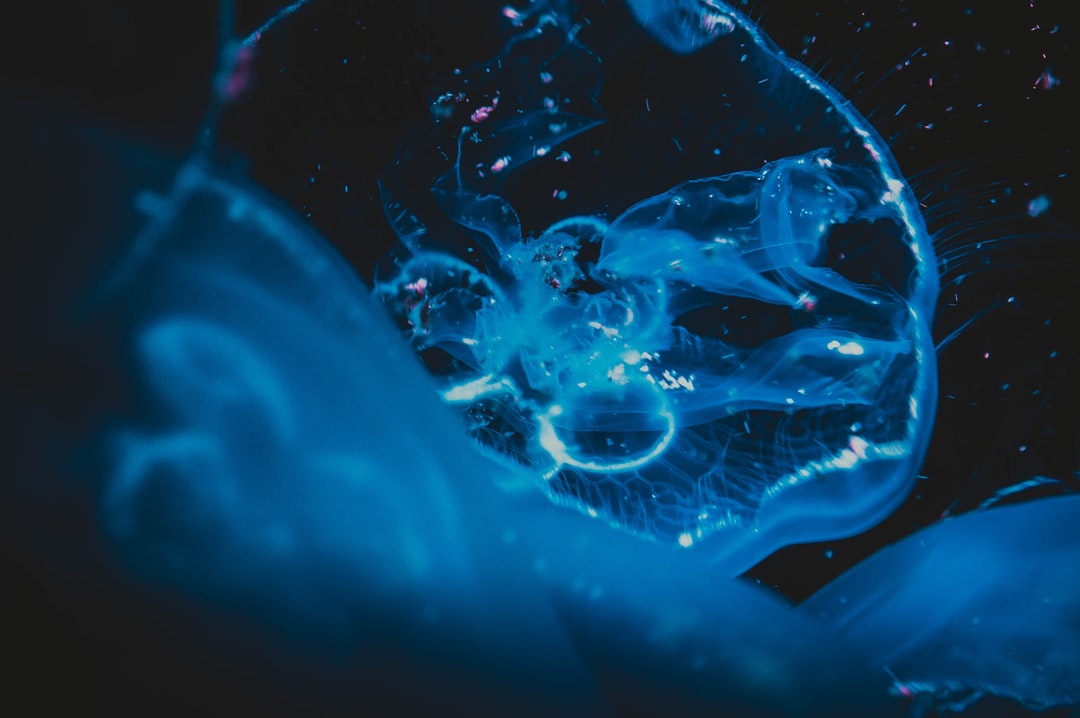 19 wichtige Fragen zu Warum Blaulicht Im Aquarium?