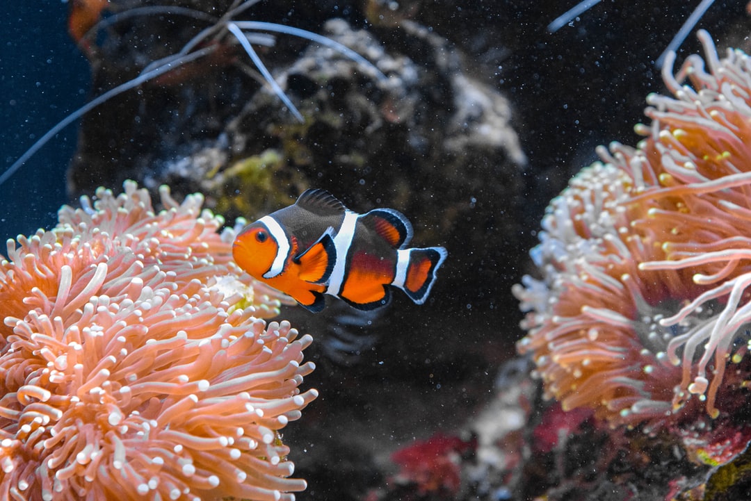 19 wichtige Fragen zu Wie Viel Sauerstoff Muss Im Aquarium Sein?