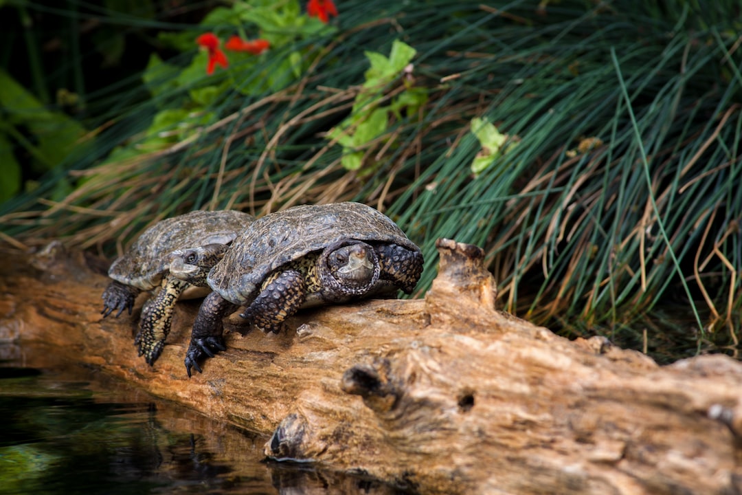 19 wichtige Fragen zu How Long Do Freshwater Aquarium Snails Live?