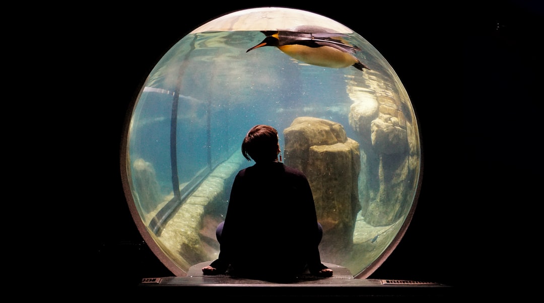 20 wichtige Fragen zu Unterwasser Aquarium In Meiner Nähe
