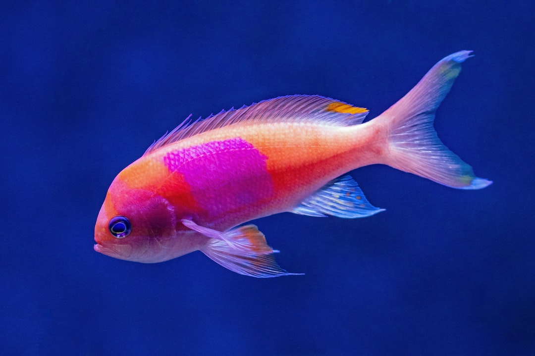 20 wichtige Fragen zu What Type Of Fish Lasts The Longest?