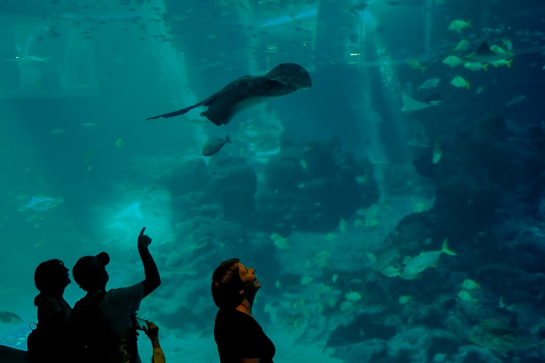 20 wichtige Fragen zu Can Sharks Swim In Square Tanks?