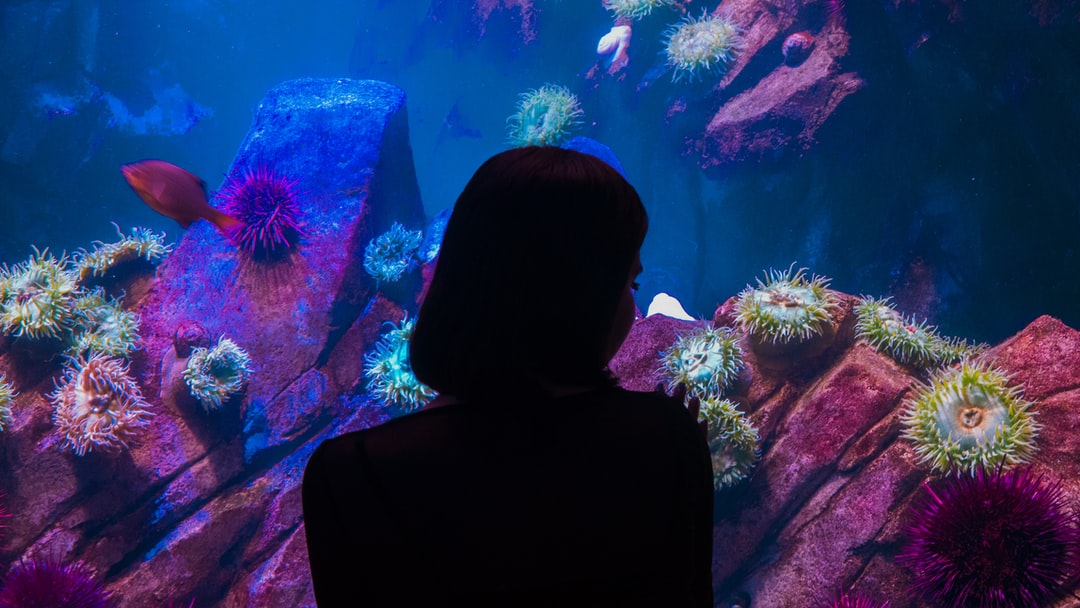 21 wichtige Fragen zu Futtertablette Aquarium