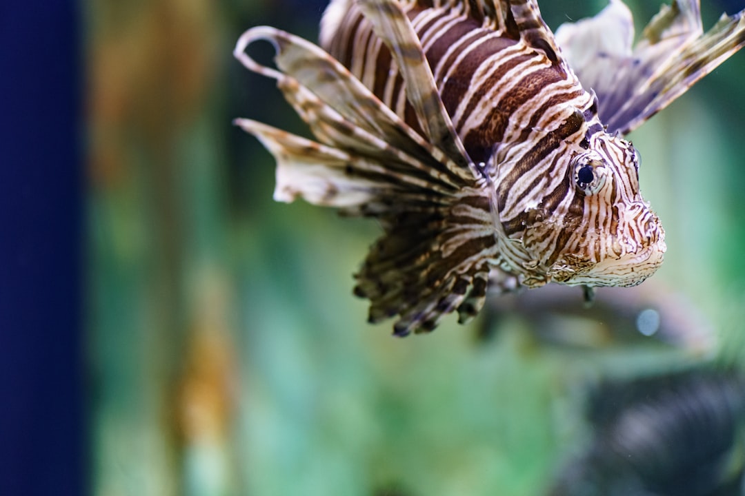 21 wichtige Fragen zu Aquarium Deko Ideen Selber Machen