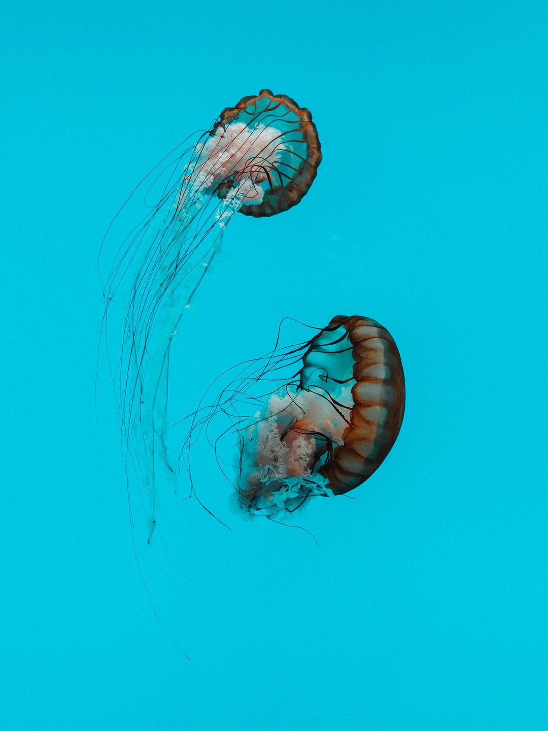 22 wichtige Fragen zu Wie Kommen Fadenwürmer Ins Aquarium?