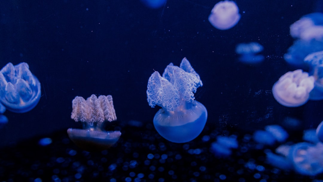 22 wichtige Fragen zu Will Boiling Water Kill Aquarium Snail Eggs?