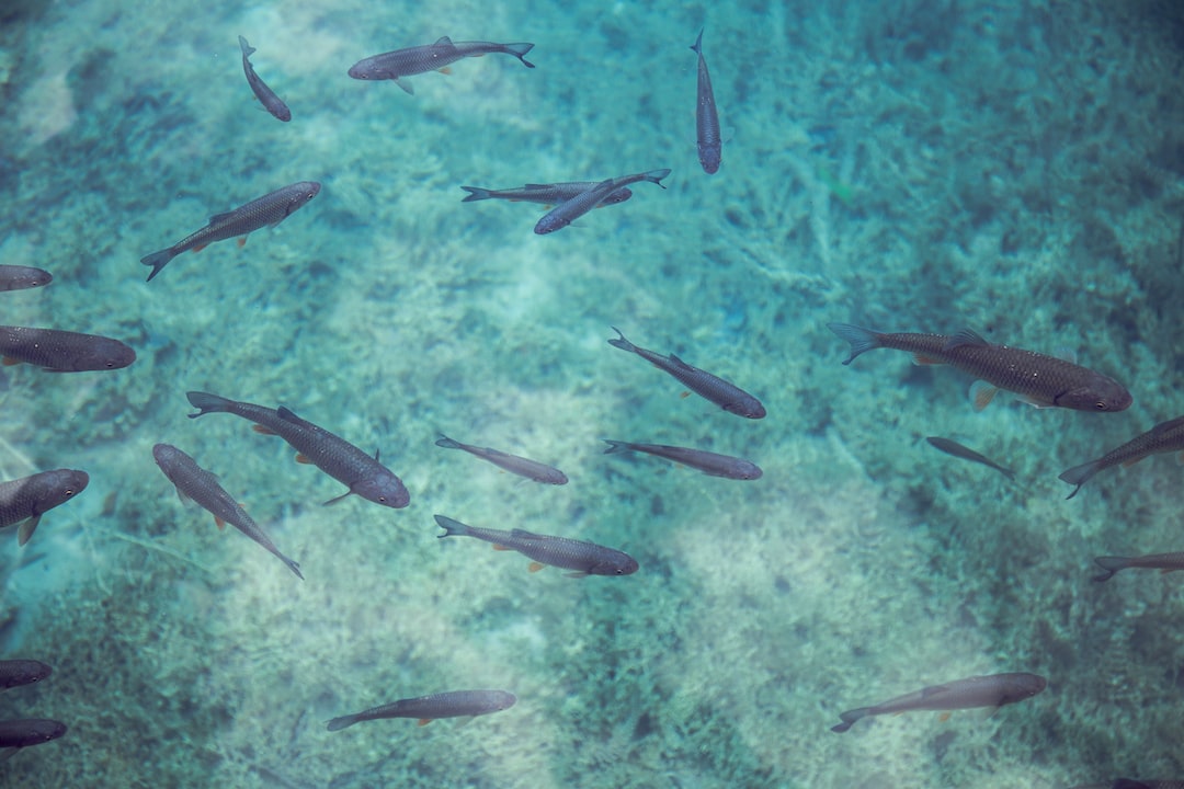 22 wichtige Fragen zu Wie Viele Fische Passen In Ein Aquarium?