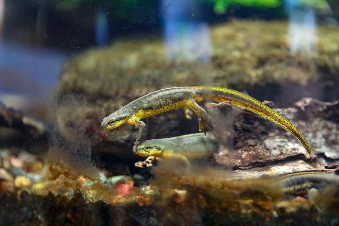 23 wichtige Fragen zu Aquarium Fisch Wels