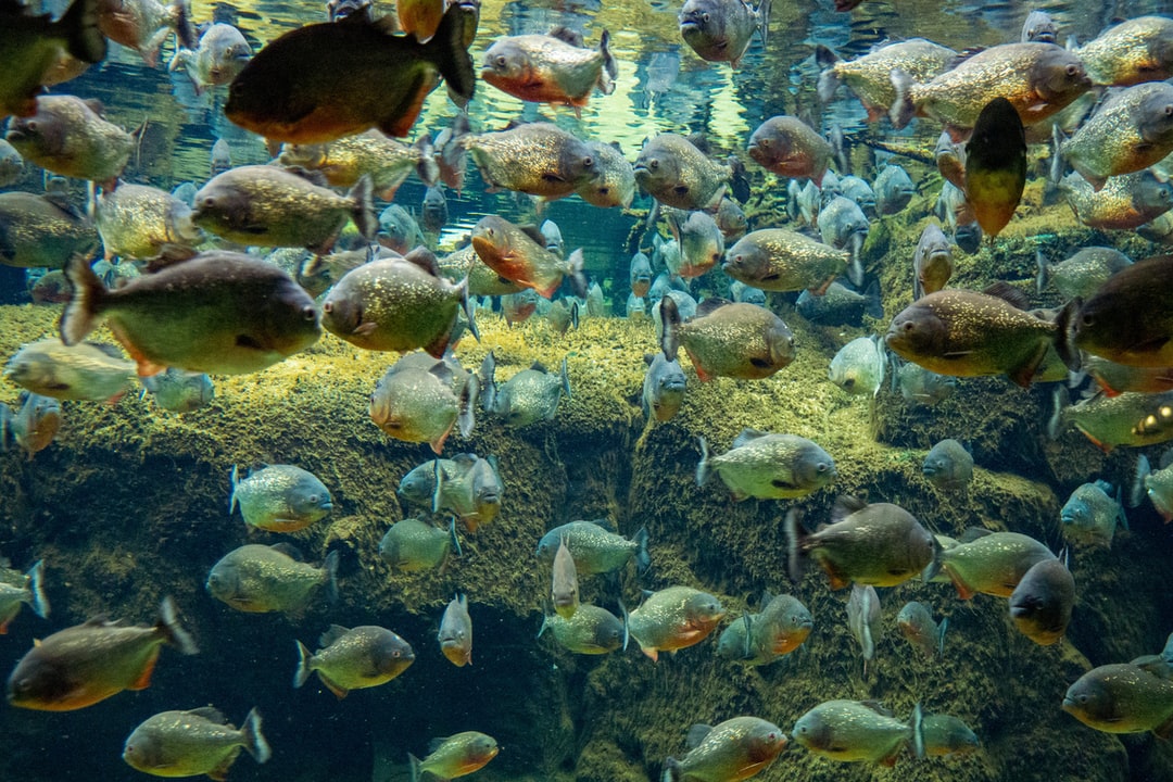 23 wichtige Fragen zu Led Aquarium Beleuchtung 100 Cm