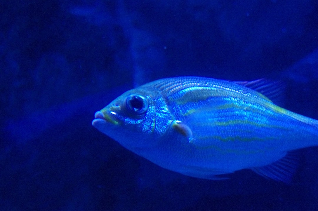 23 wichtige Fragen zu Aquarium Fisch Bestellen