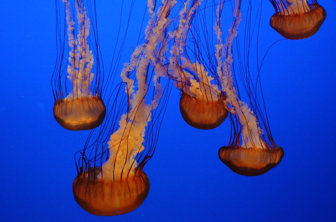 24 wichtige Fragen zu Was Tun Gegen Zu Viel Schnecken Im Aquarium?