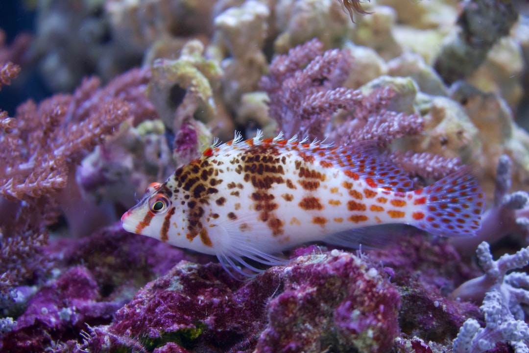 25 wichtige Fragen zu Was Bewirken Seemandelbaumblätter Im Aquarium?