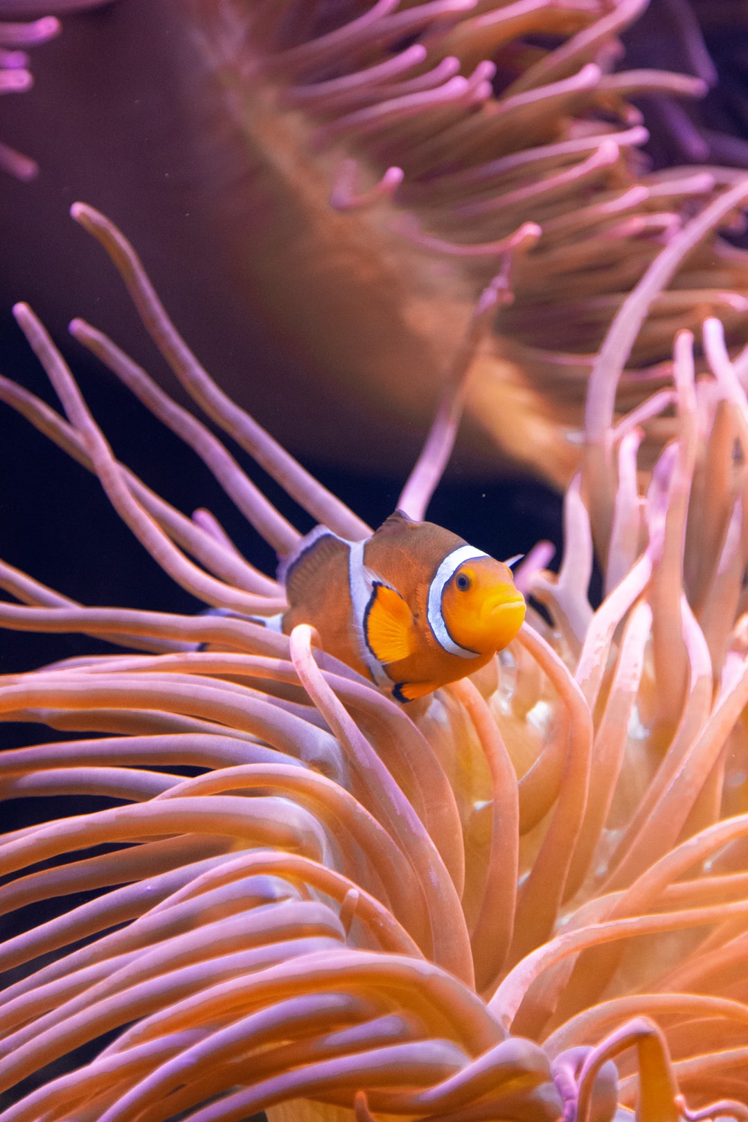 25 wichtige Fragen zu Aquarium Online