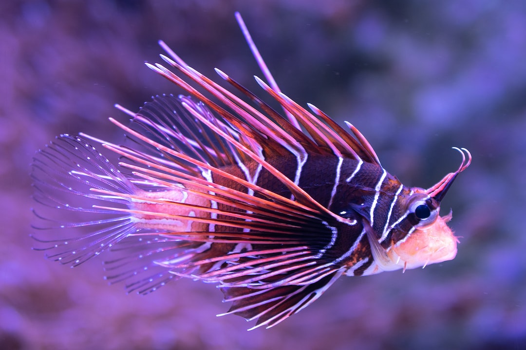 25 wichtige Fragen zu Wie Viele Fische Darf Man In Einem Aquarium Haben?