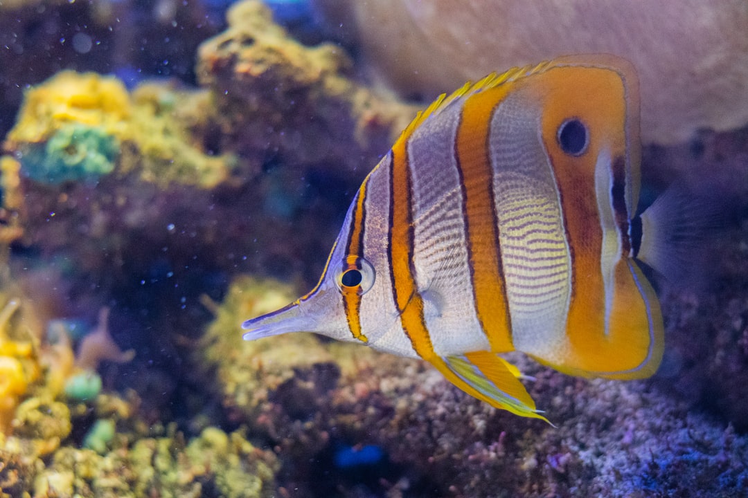 25 wichtige Fragen zu Aquarium Fische Süßwasser Liste