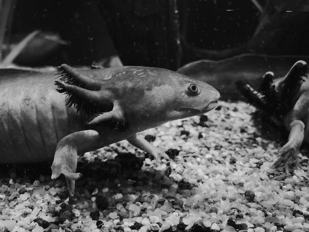 25 wichtige Fragen zu Is Monterey Bay Aquarium The Biggest?