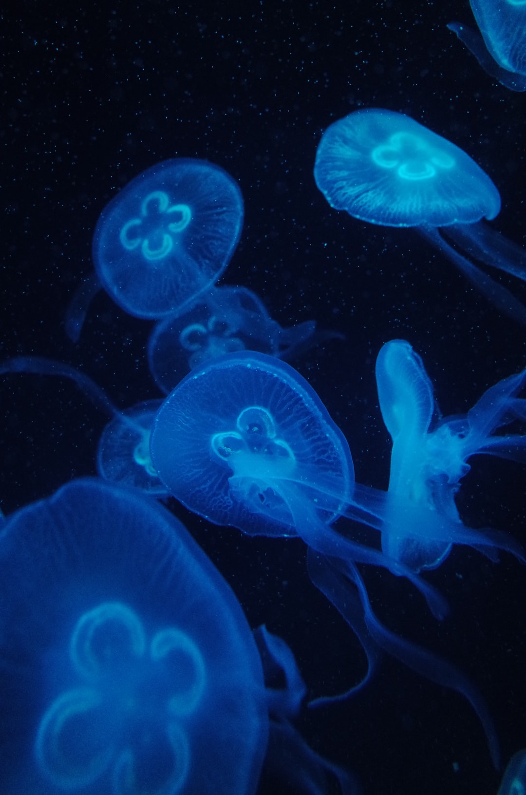 25 wichtige Fragen zu Wie Wichtig Ist Kalium Im Aquarium?
