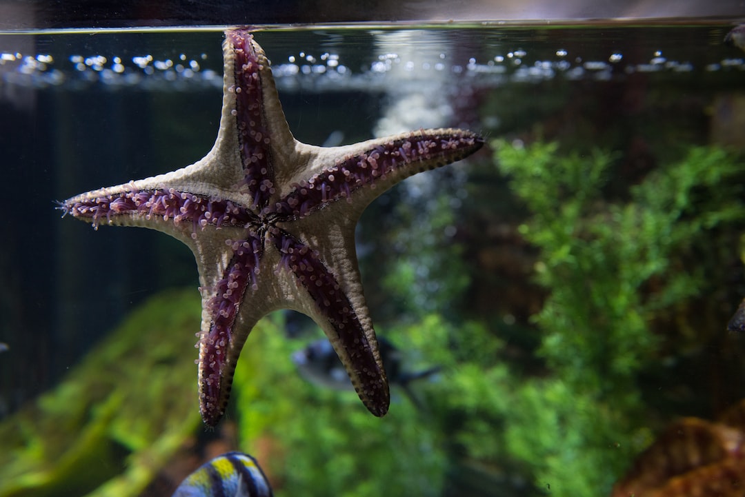 25 wichtige Fragen zu Aquarium Nur Mit Pflanzen