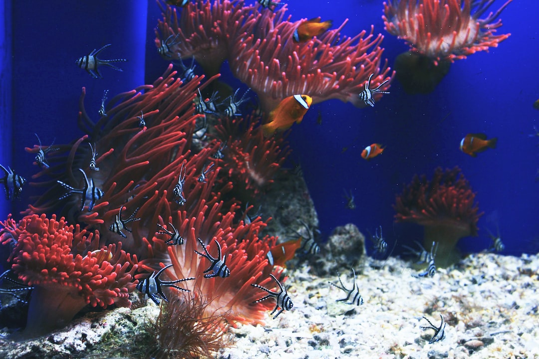 25 wichtige Fragen zu Welche Form Aquarium?