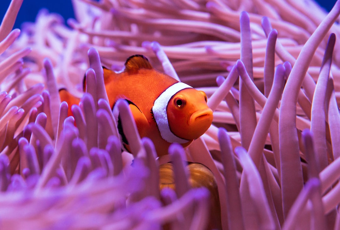 15 wichtige Fragen zu Wie Hoch Darf Der Ph-Wert Im Aquarium Sein?