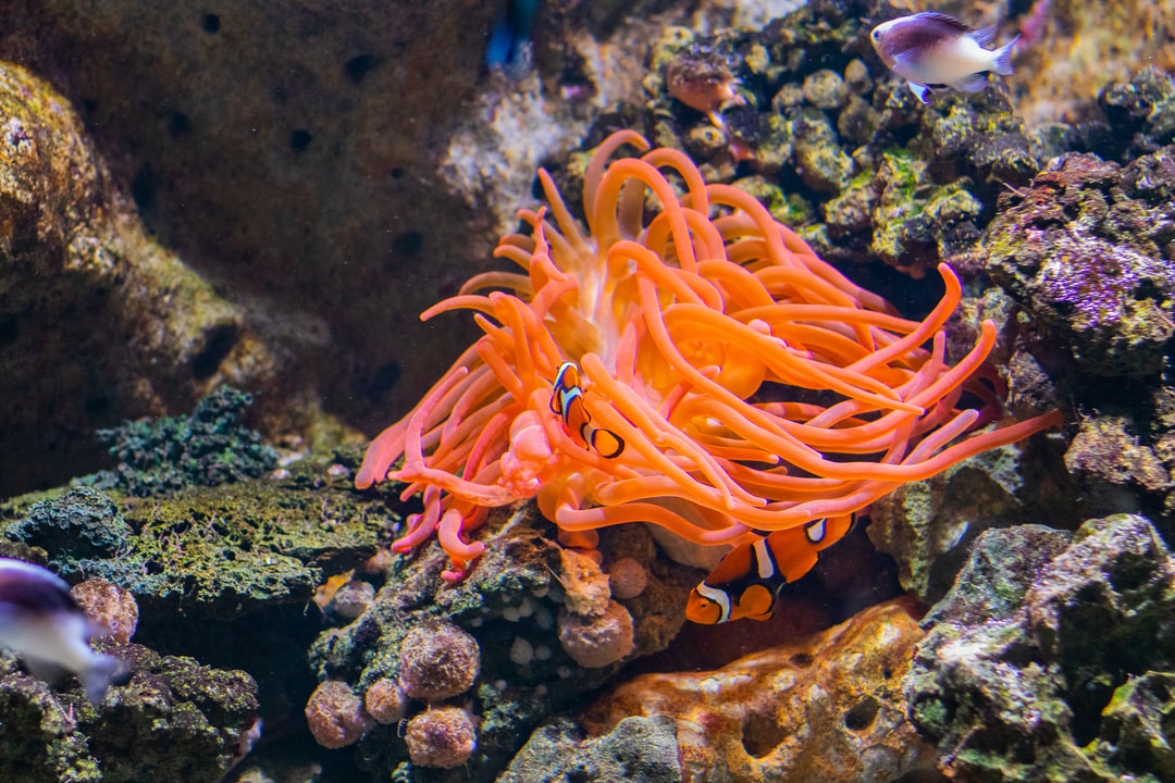 16 wichtige Fragen zu Sind Aquarium Fische Schlau?