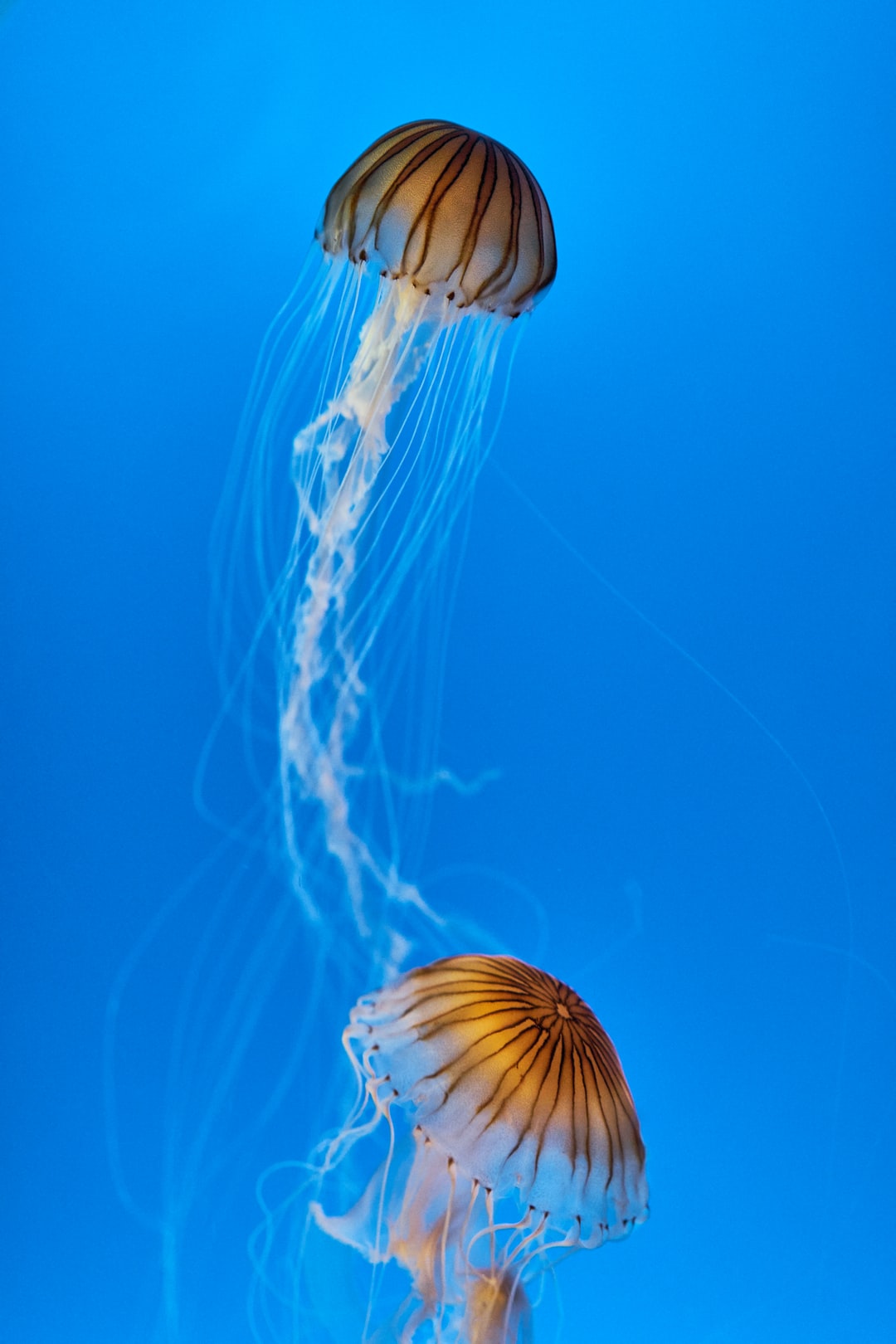 18 wichtige Fragen zu Glasabdeckung Aquarium