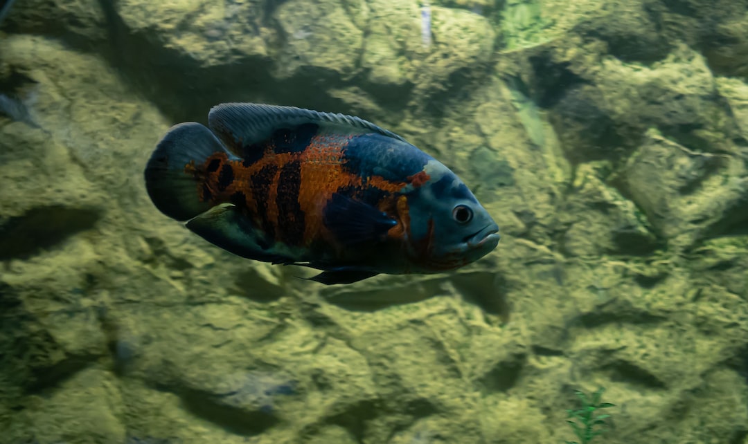 19 wichtige Fragen zu What Fish Go Well With Clownfish?