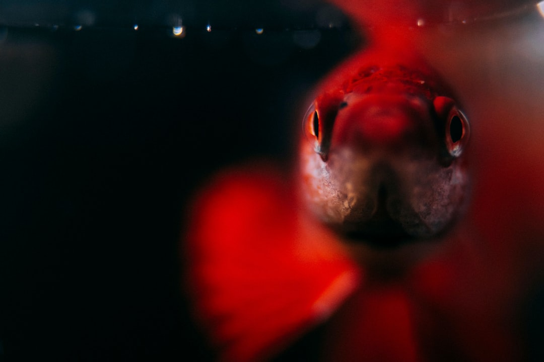 20 wichtige Fragen zu Wie Entsorge Ich Tote Aquarium Fische?