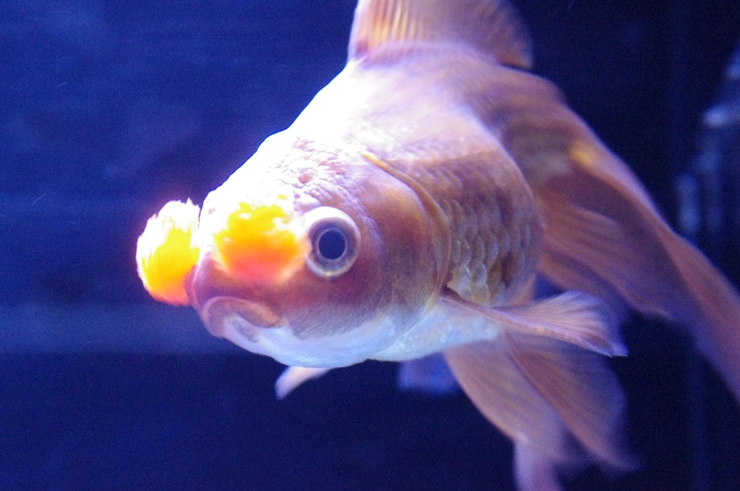 21 wichtige Fragen zu What Fish Cannot Live Together?