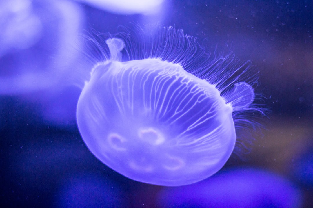 22 wichtige Fragen zu Warum Beruhigt Ein Aquarium?